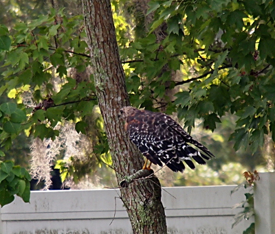 [The hawk is standing on a bare branch of a nearby tree. Its feathers are still partially spread.]